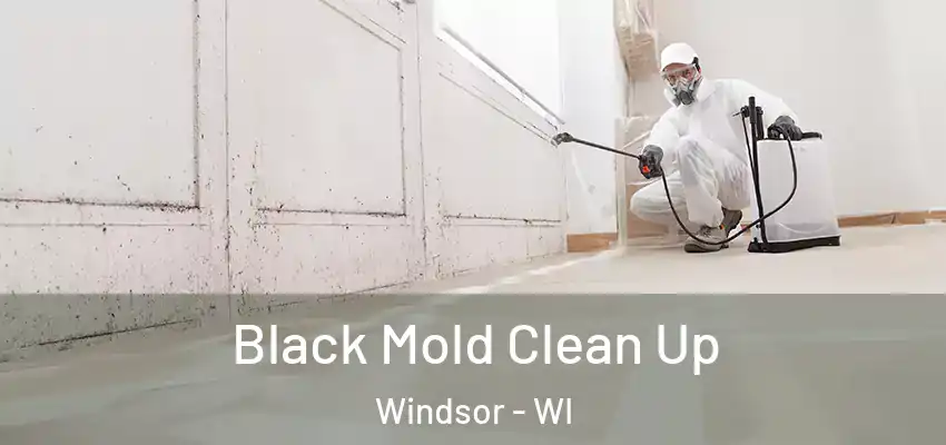  Black Mold Clean Up Windsor - WI