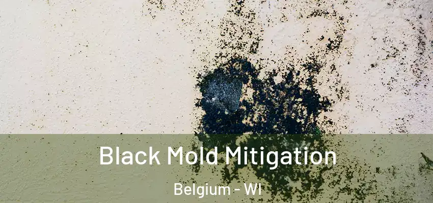  Black Mold Mitigation Belgium - WI