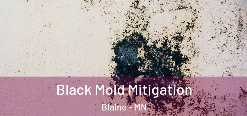  Black Mold Mitigation Blaine - MN