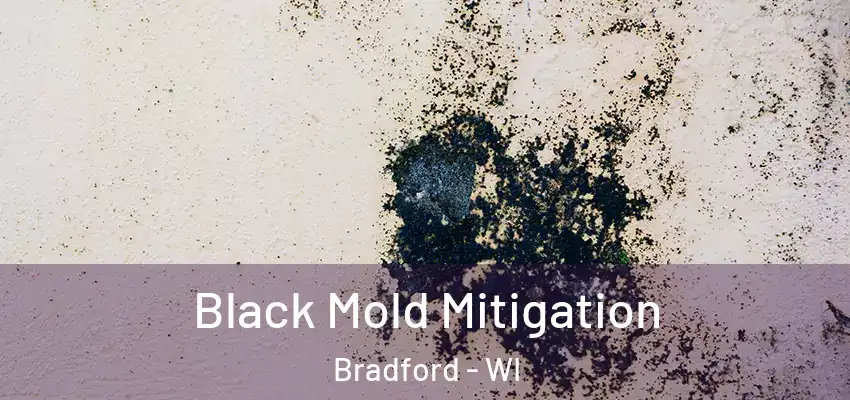  Black Mold Mitigation Bradford - WI