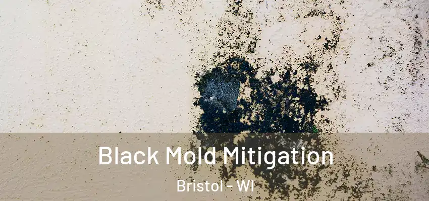  Black Mold Mitigation Bristol - WI