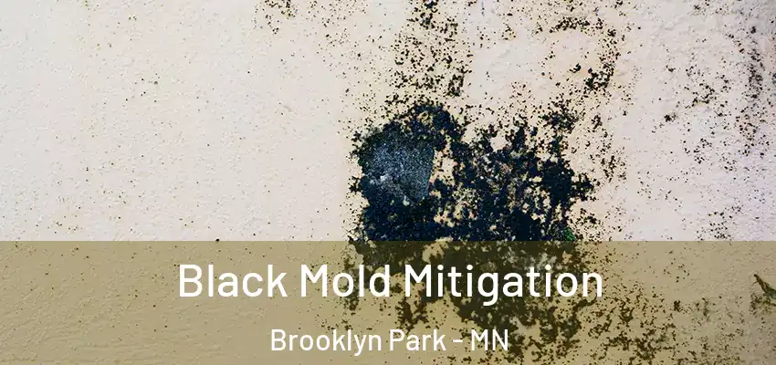  Black Mold Mitigation Brooklyn Park - MN