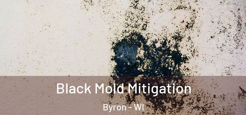  Black Mold Mitigation Byron - WI