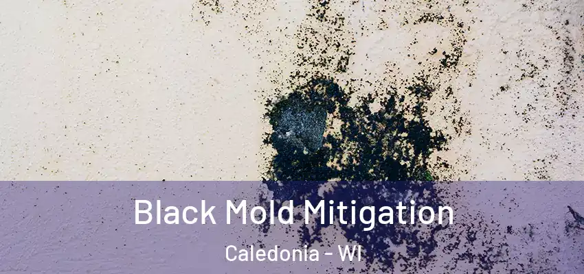 Black Mold Mitigation Caledonia - WI