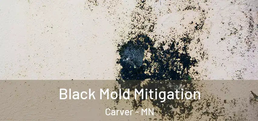  Black Mold Mitigation Carver - MN