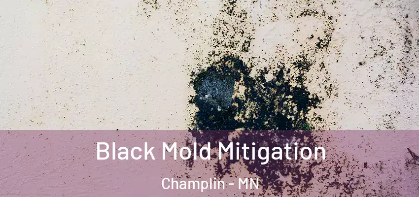  Black Mold Mitigation Champlin - MN