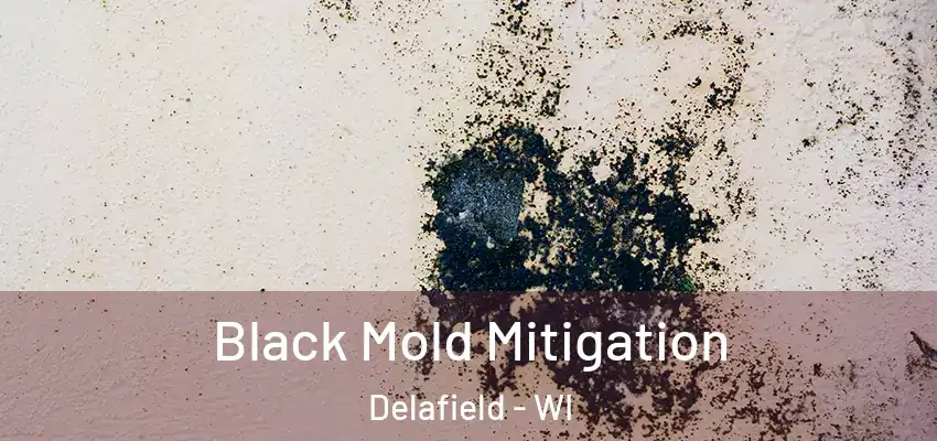  Black Mold Mitigation Delafield - WI