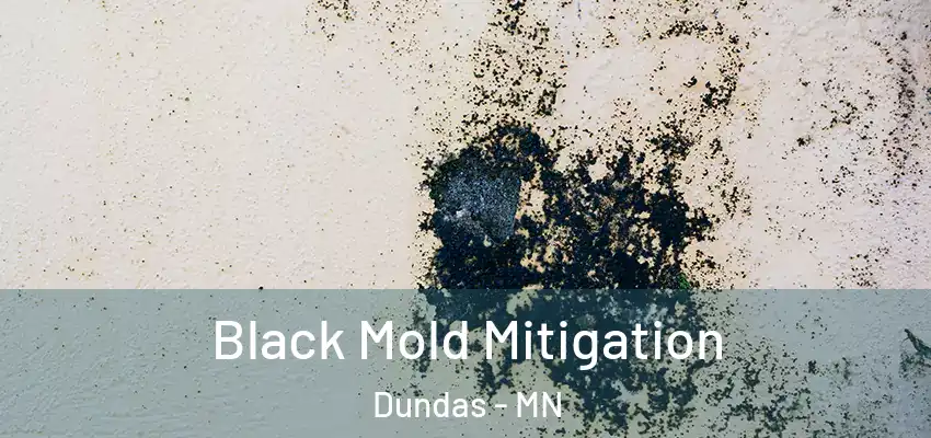 Black Mold Mitigation Dundas - MN