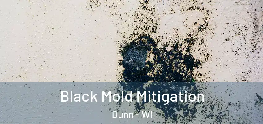  Black Mold Mitigation Dunn - WI