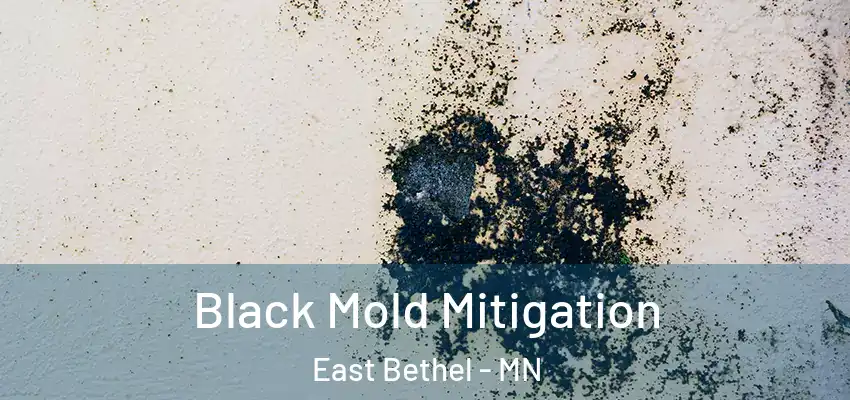  Black Mold Mitigation East Bethel - MN