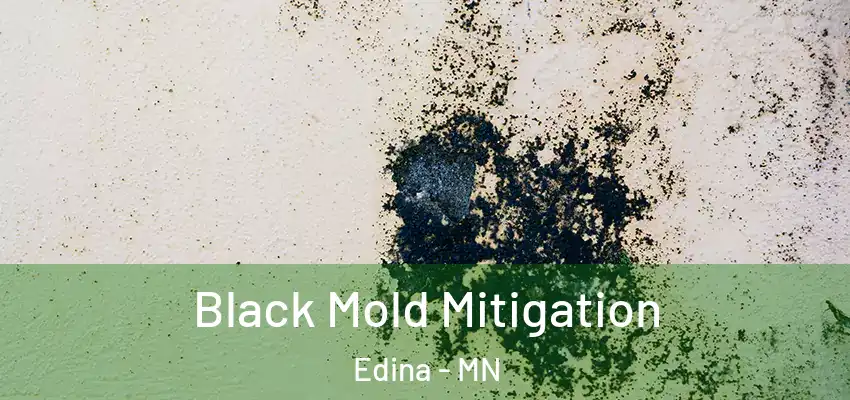 Black Mold Mitigation Edina - MN