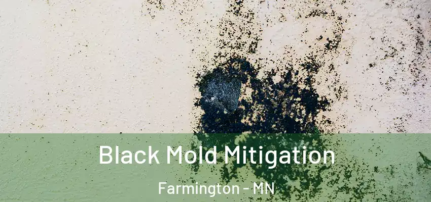  Black Mold Mitigation Farmington - MN