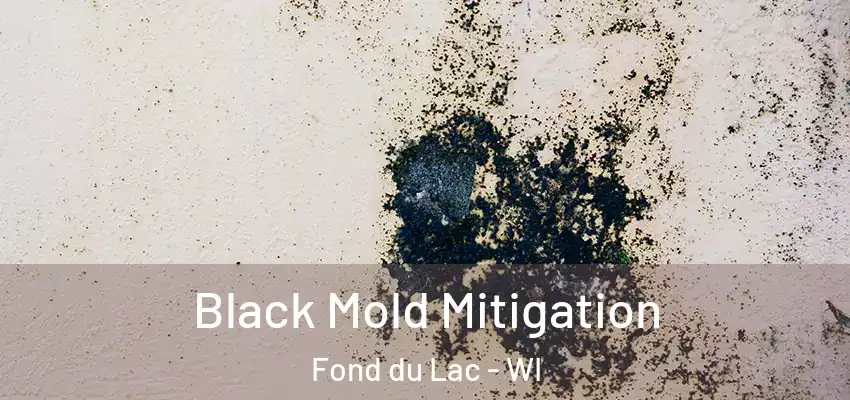  Black Mold Mitigation Fond du Lac - WI
