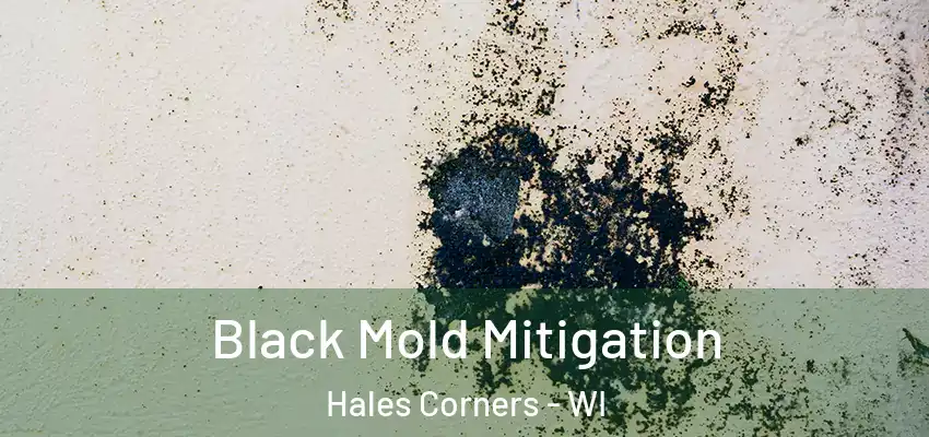  Black Mold Mitigation Hales Corners - WI