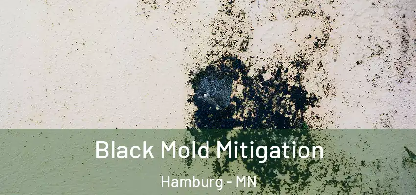 Black Mold Mitigation Hamburg - MN