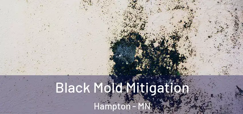  Black Mold Mitigation Hampton - MN