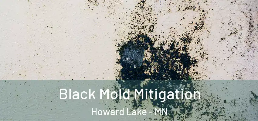  Black Mold Mitigation Howard Lake - MN