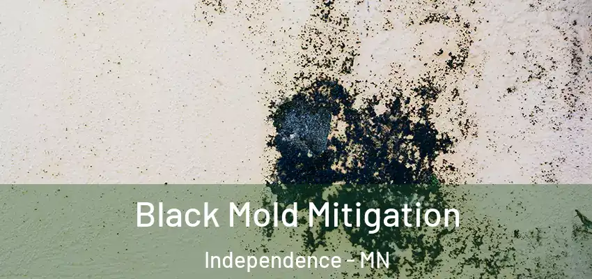  Black Mold Mitigation Independence - MN