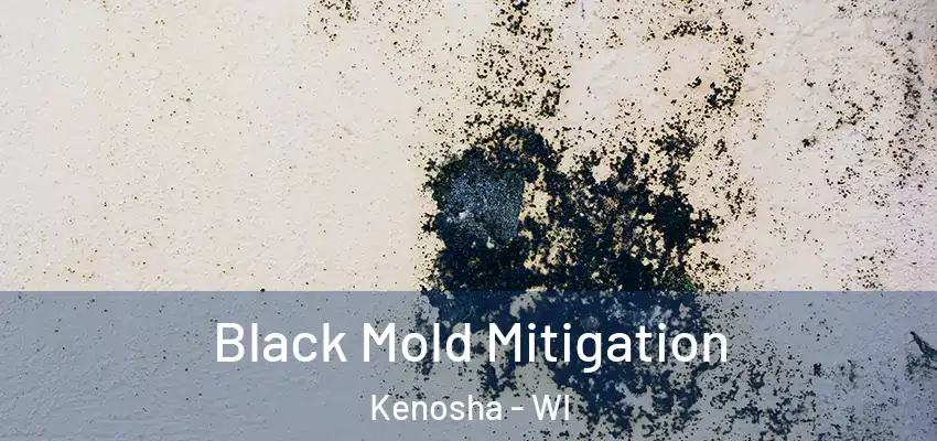 Black Mold Mitigation Kenosha - WI