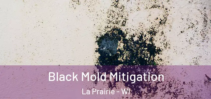  Black Mold Mitigation La Prairie - WI