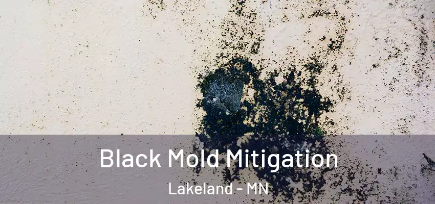  Black Mold Mitigation Lakeland - MN