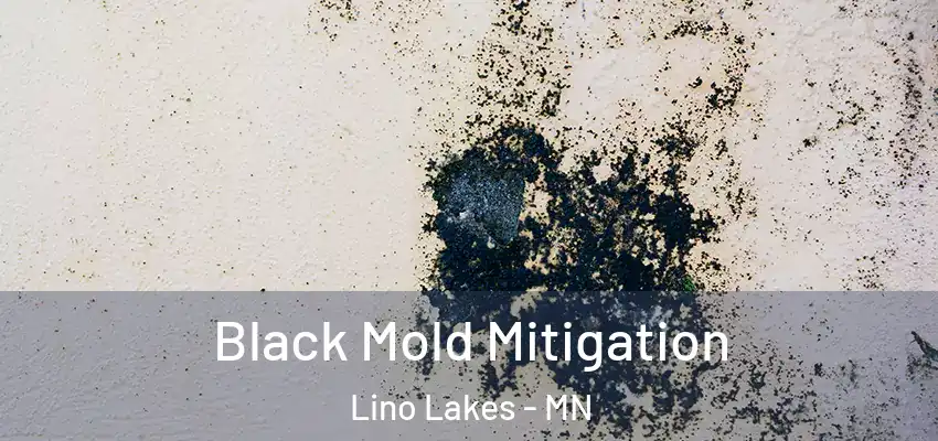  Black Mold Mitigation Lino Lakes - MN
