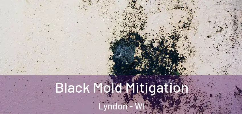 Black Mold Mitigation Lyndon - WI