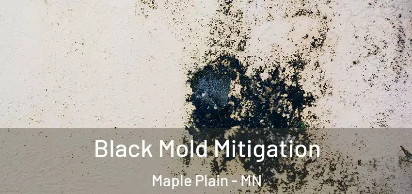  Black Mold Mitigation Maple Plain - MN