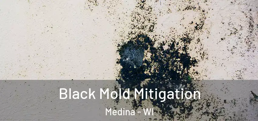 Black Mold Mitigation Medina - WI