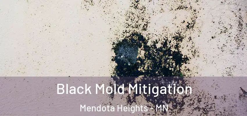  Black Mold Mitigation Mendota Heights - MN
