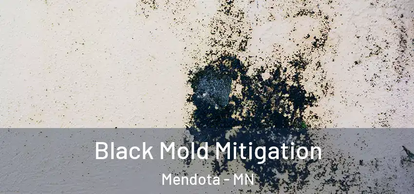 Black Mold Mitigation Mendota - MN