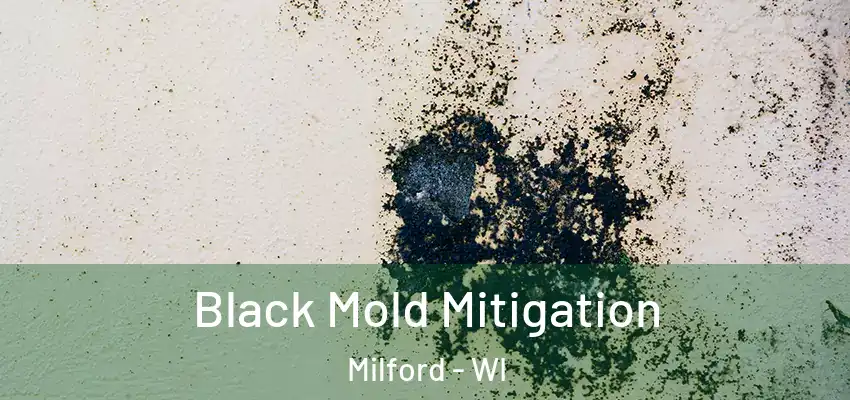  Black Mold Mitigation Milford - WI