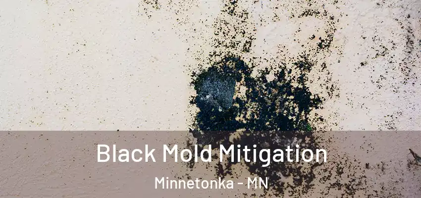 Black Mold Mitigation Minnetonka - MN