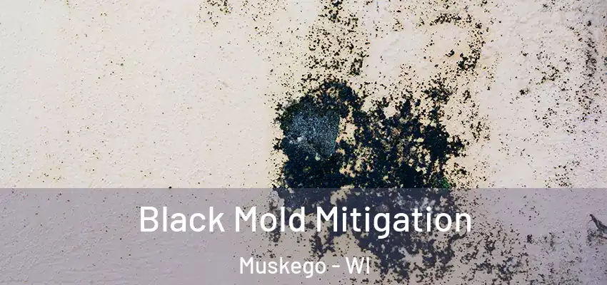  Black Mold Mitigation Muskego - WI