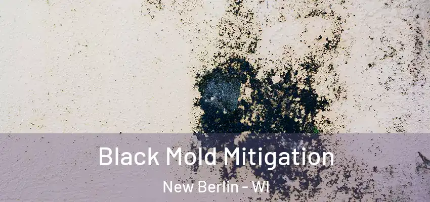  Black Mold Mitigation New Berlin - WI