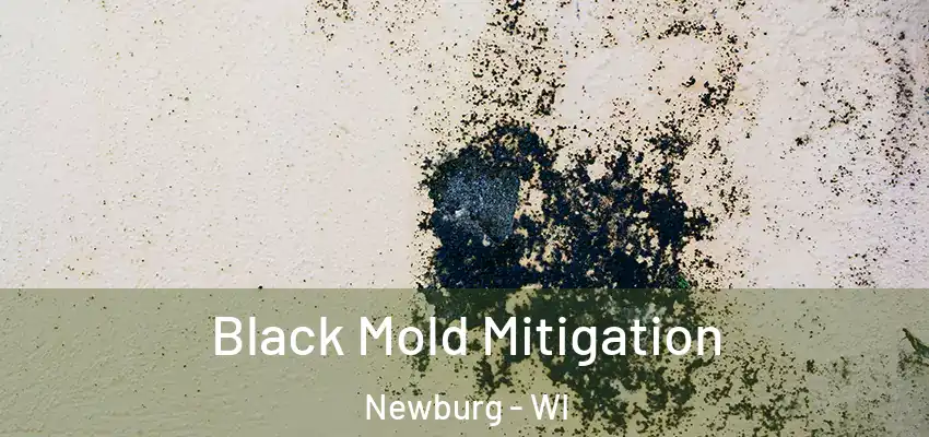  Black Mold Mitigation Newburg - WI