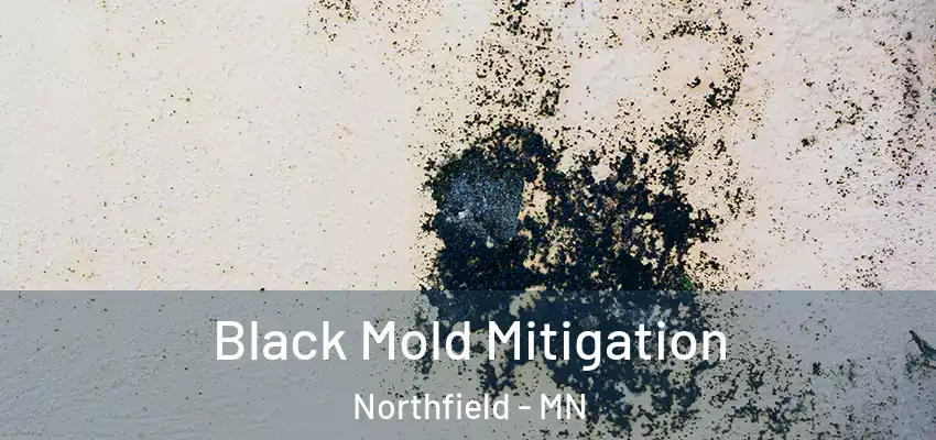 Black Mold Mitigation Northfield - MN