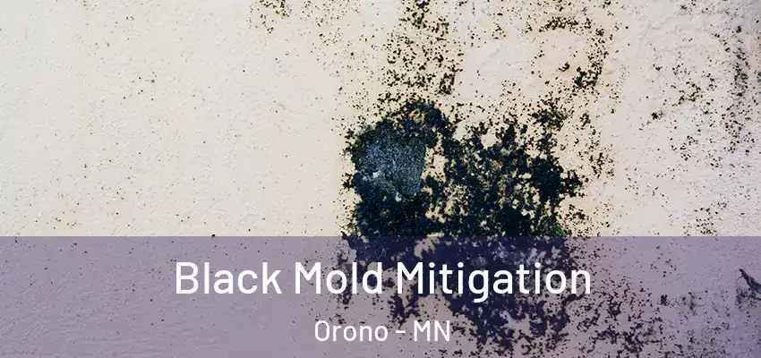 Black Mold Mitigation Orono - MN