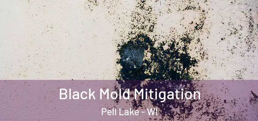 Black Mold Mitigation Pell Lake - WI