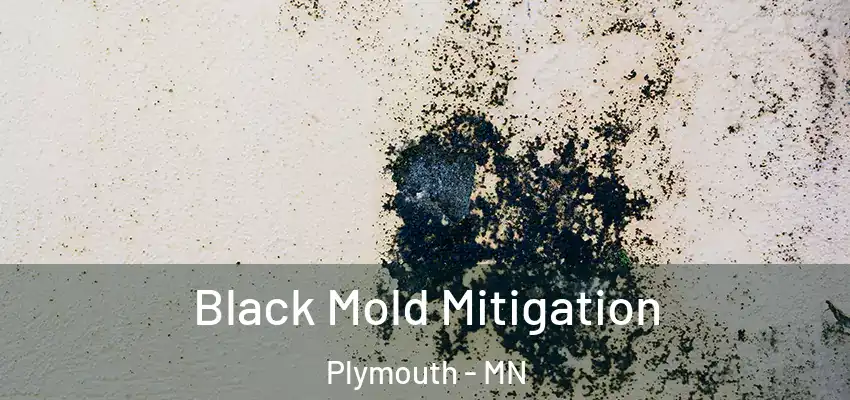  Black Mold Mitigation Plymouth - MN