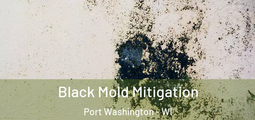  Black Mold Mitigation Port Washington - WI