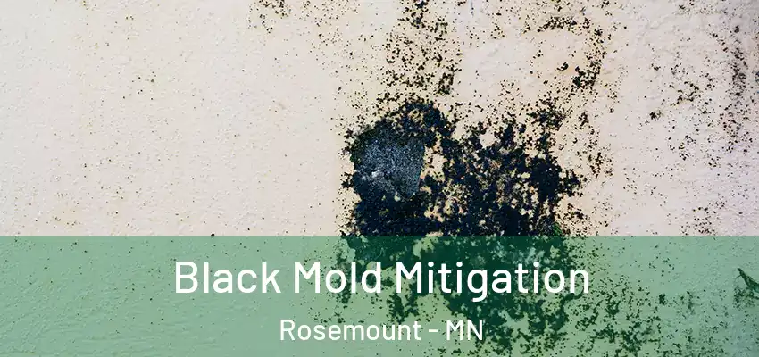  Black Mold Mitigation Rosemount - MN