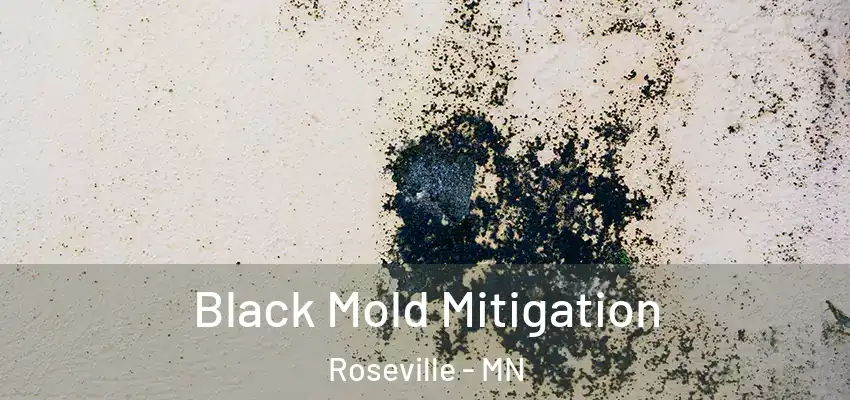  Black Mold Mitigation Roseville - MN