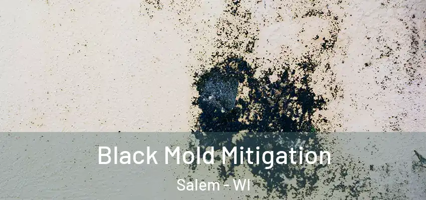 Black Mold Mitigation Salem - WI