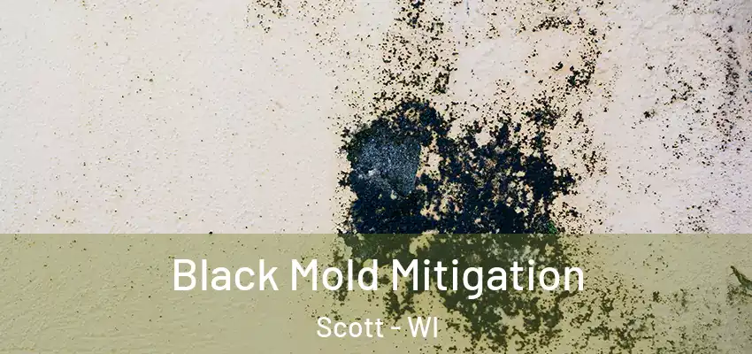  Black Mold Mitigation Scott - WI
