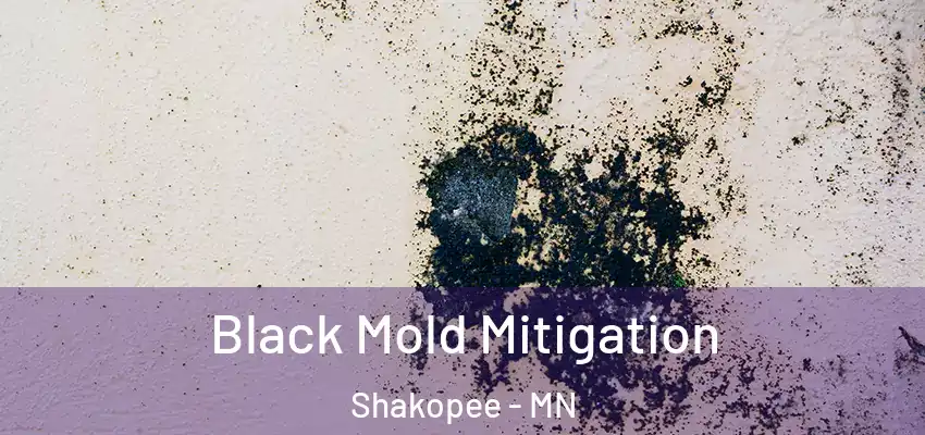 Black Mold Mitigation Shakopee - MN
