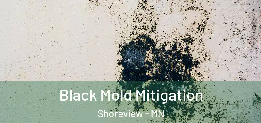 Black Mold Mitigation Shoreview - MN