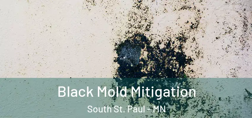  Black Mold Mitigation South St. Paul - MN