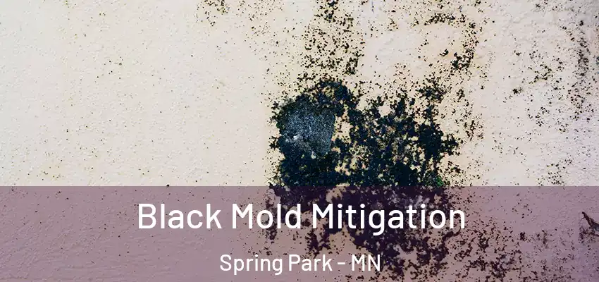  Black Mold Mitigation Spring Park - MN