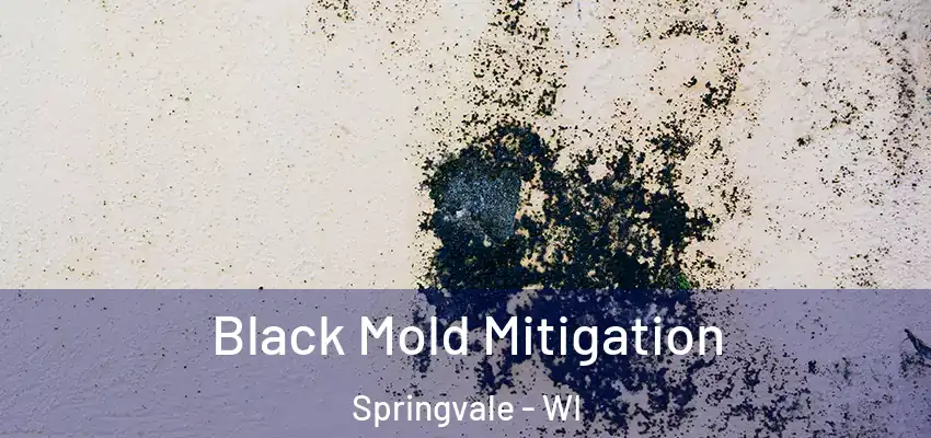  Black Mold Mitigation Springvale - WI